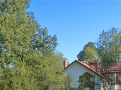 Nie sadź blisko domu. Korzenie niszczą fundamenty i kanalizację