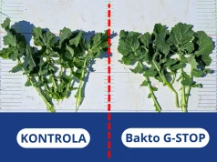 Sprawdzamy biologię w praktyce. Wyniki doświadczeń ścisłych z Bakto ProFOS i Bakto G-STOP w rzepaku oraz pszenicy