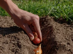 Sadź na wszystkich rabatach. Wiosną będziesz mieć ogród pełen kwiatów