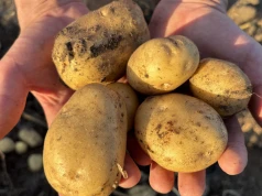 Dramat francuskich plantatorów. Takiego sezonu nie było od 30 lat