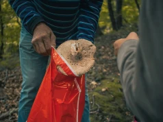 Wielu Polaków popełnia ten błąd na grzybach. To zwiększa ryzyko zatrucia