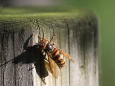 Atak szerszeni w Warszawie. Trzy osoby użądlone na Plaży Romantycznej – jak chronić się przed tymi owadami?