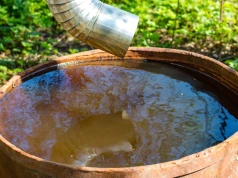 Podlewasz warzywa z ogródka deszczówką? Sprawdź, czy to dobry pomysł