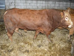 7 tys. zł do buhaja, pomoc dla świń i po upałach. Co zmieni projekt MRiRW?