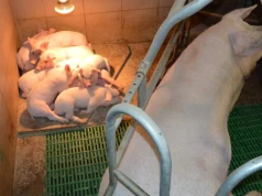 500, 1000 lub 1500 zł do sztuki. Dopłaty do loch i loszek mają uratować krajową produkcję prosiąt