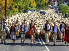 Gdzie na redyk jesienny 2026? Owce wracają z hal. Wielkie widowiska także na Sądecczyźnie