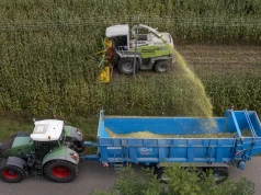 Kukurydza bez kolb po suszy. Jak ograniczyć straty podczas zakiszania?