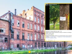 Nikodem walczy o kasztanowca. Apel 11-latka poruszył mieszkańców Bydgoszczy