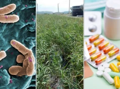 Bioreaktor i żywy filtr na antybiotyki. Jak sztuczne mokradło oczyszcza ścieki