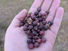 Będzie pomoc dla plantatorów, którzy stracili plon w wyniku upału