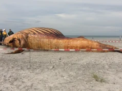 Są wyniki analizy DNA martwego wieloryba. Ostateczny dowód w sprawie Timmy'ego