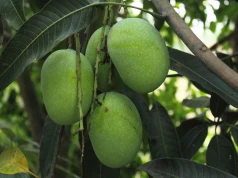 Mango zamiast cytryny. Jak ocieplenie zmienia europejskie rolnictwo?