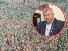 Susza niemal wszędzie, a straty tylko w jednym gospodarstwie. Rolnicy: jak to możliwe?