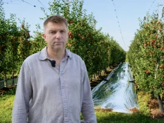 Światło od dołu, kolor od góry. Folia refleksyjna coraz częściej pomaga sadownikom przed zbiorem