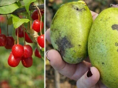 Banan indiański i oliwniki to nowy hit. Świdośliwa wciąż na topie, dereń w odwrocie