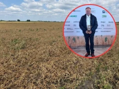 Miał 400 ha groszku. Połowa została na polu. „Totalny minus”