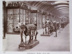 Londyńskie Muzeum Historii Naturalnej otworzy salę zamkniętą dla publiczności od 80 lat