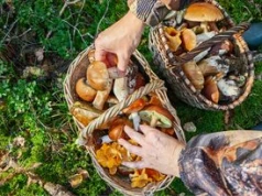 Jesteś zapalonym grzybiarzem? Tylko ekspert zdobędzie więcej niż 7/10