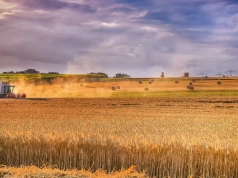 Rumunia z rekordem zbiorów pszenicy, jęczmienia i rzepaku, ale spada jakość ziarna