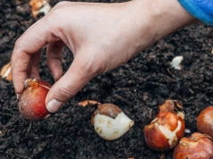 Nim posadzisz tulipany, namocz cebule. Wszystkie wykiełkują i zakwitną