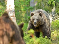 Niedźwiedź kontra wilki. W Tatrach udało się nagrać niesamowite spotkanie
