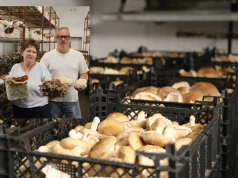 Porzucili pieczarki i postawili na egzotyczne grzyby. Dziś produkują nawet 5 ton shiitake miesięcznie