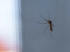Komary jeszcze nie odpuszczają. Rozsyp tę przyprawę na parapecie, zanim otworzysz okno