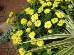 Aksamitka wzniosła Inca II Primrose – uprawa i ciekawostki