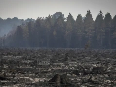 Gigantyczne straty po pożarach lasów. Co najmniej pół miliarda euro
