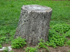 Ani koparka, ani sól. Przykrywam pień i czekam, aż natura zrobi najcięższą pracę