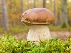 Widzisz takiego grzyba? Lepiej go nie zbieraj