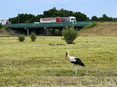 Ostatnie spotkania z bocianami przy A4. Wkrótce odlecą z Krakowa do Afryki