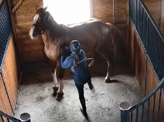 Wstrząsające nagranie ze stajni w Ślesinie. Kobieta kopie konia i uderza go batem