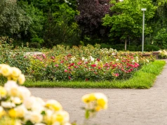 Ogród Różany przejdzie metamorfozę. Prawie 3 tysiące nowych róż na Różance