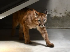 Puma złapana w Polsce zakończyła kwarantannę. Wiemy, co będzie z nią dalej