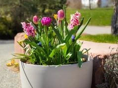 Tulipany na dół, krokusy na górę. Ten jesienny trik daje donicę pełną kwiatów przez wiele tygodni