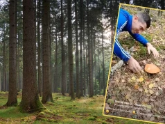 Poszedł do lasu. Gdy go zobaczył, zaczął biec. "Bajeczka"