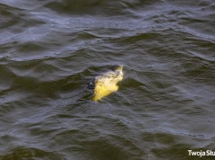 Jezioro Słupeckie – „bardzo ciekawa, ale też niepokojąca opowieść”
