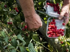 Na maliny nadchodzi trudny tydzień. Szara pleśń może szybko zniszczyć plon
