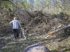 Wiele osób robi to podczas spaceru po lesie. Możesz mieć przez to problemy