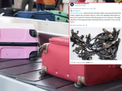 Rosjanka chciała przemycić ponad 30 legwanów morskich z Galapagos. Została zatrzymana