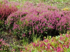 Wrzosy i dalie kwitną w Ogrodzie Botanicznym