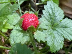 Nad Ślepiotką w Ochojcu