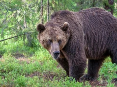 Niedźwiedzie podchodzą pod domy. Gmina wydała pilny apel do mieszkańców
