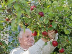 Nie zostawiaj ich na jabłonkach. Wytnij je, a owoce szybciej dojrzeją