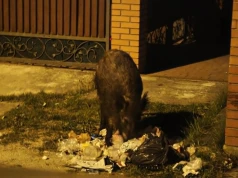 Spotkałeś dzika na warszawskim osiedlu? Tego pod żadnym pozorem nie rób
