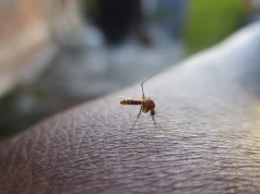 Koniec mitu „słodkiej krwi”. Dlaczego komary jednych gryzą, a innych nie?