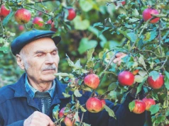 Usuń, póki czas. Jabłka nabiorą rumieńców i słodyczy przed zbiorem