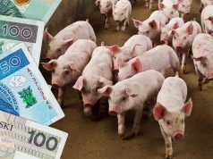 Tysiące rolników rzuca hodowlę świń. Do każdego tucznika dokładają ponad 340 zł