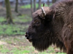 W Polsce żyje już prawie 3,5 tys. żubrów, a w niektórych miejscach populacje przekraczają możliwości środowiska